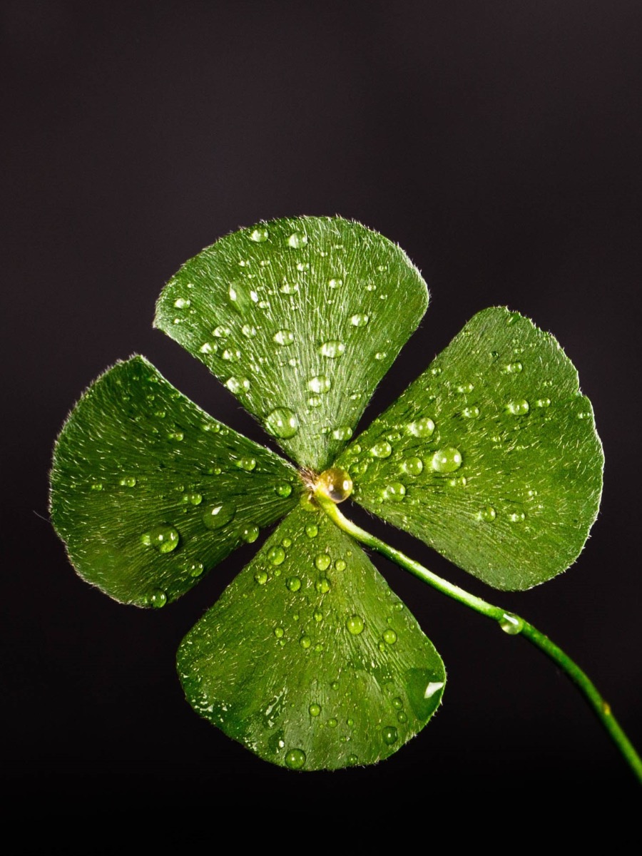 Four Emerging Archetypes for What We Used to Call Localization